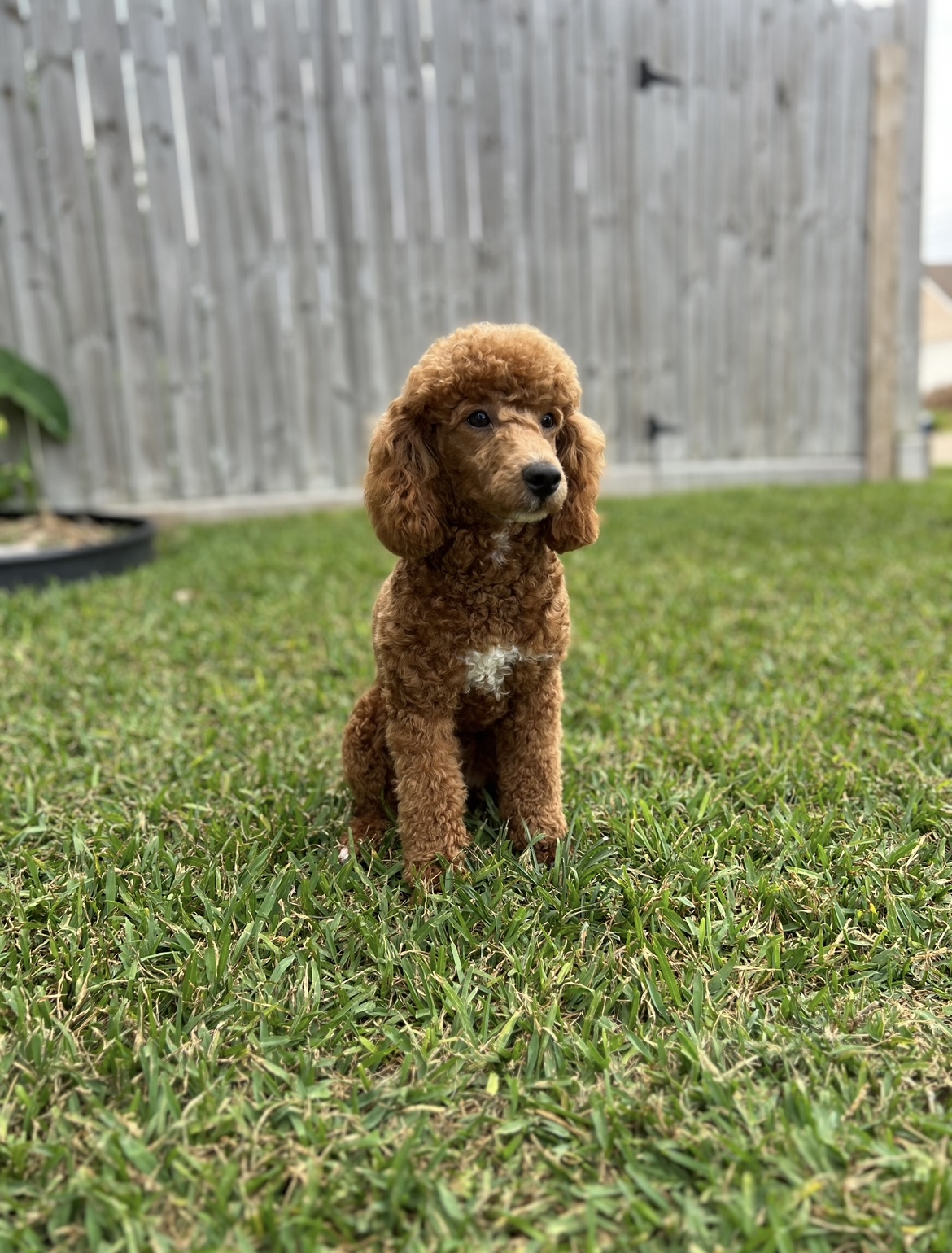 Cooper, a red miniature poodle stud, sitting in the grass