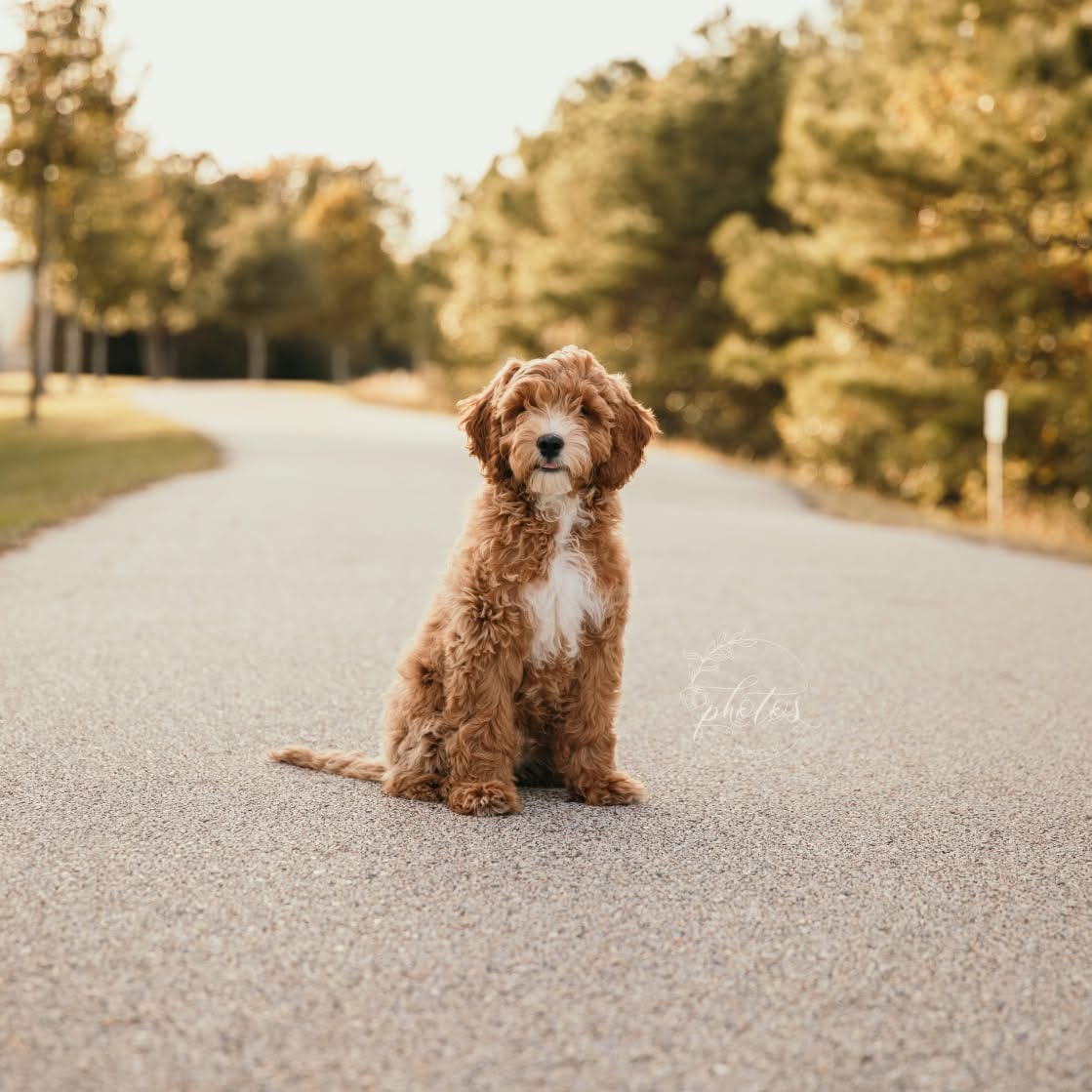 Red mini Goldendoodle puppy sitting on a tree-lined country road at golden hour